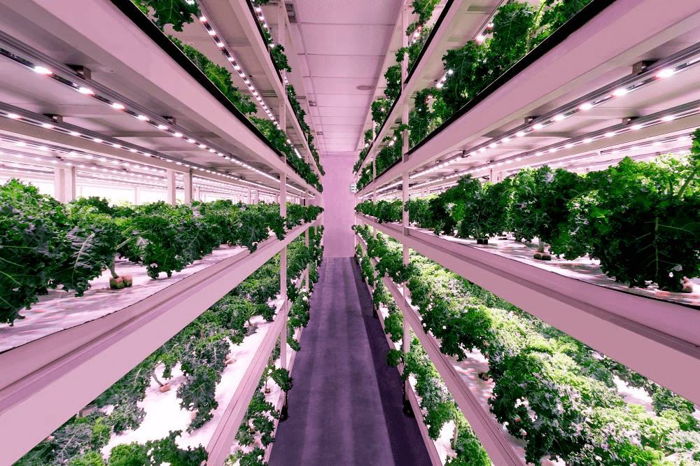 Source: Sustenir Singapore (www.susteniragriculture.com)