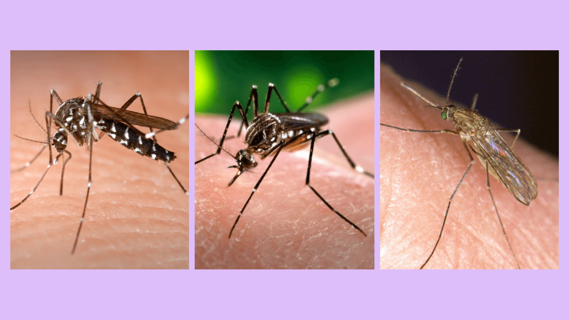 Mosquitoes