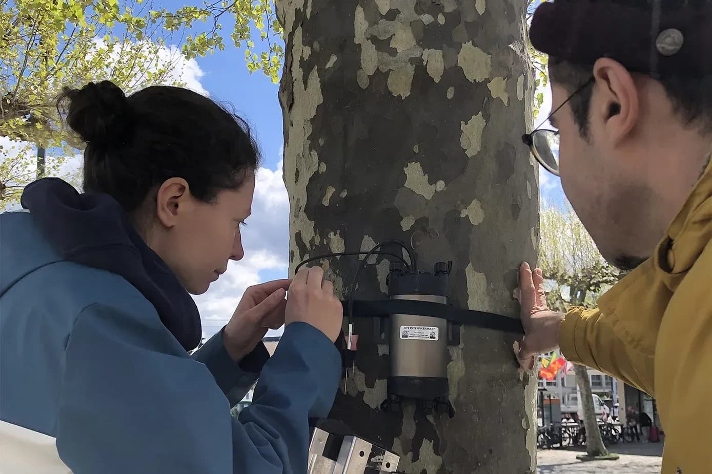 Two employees install a sap flow sensor on a plane tree to measure the flow of water in the tree trunk. © Christoph Bachofen