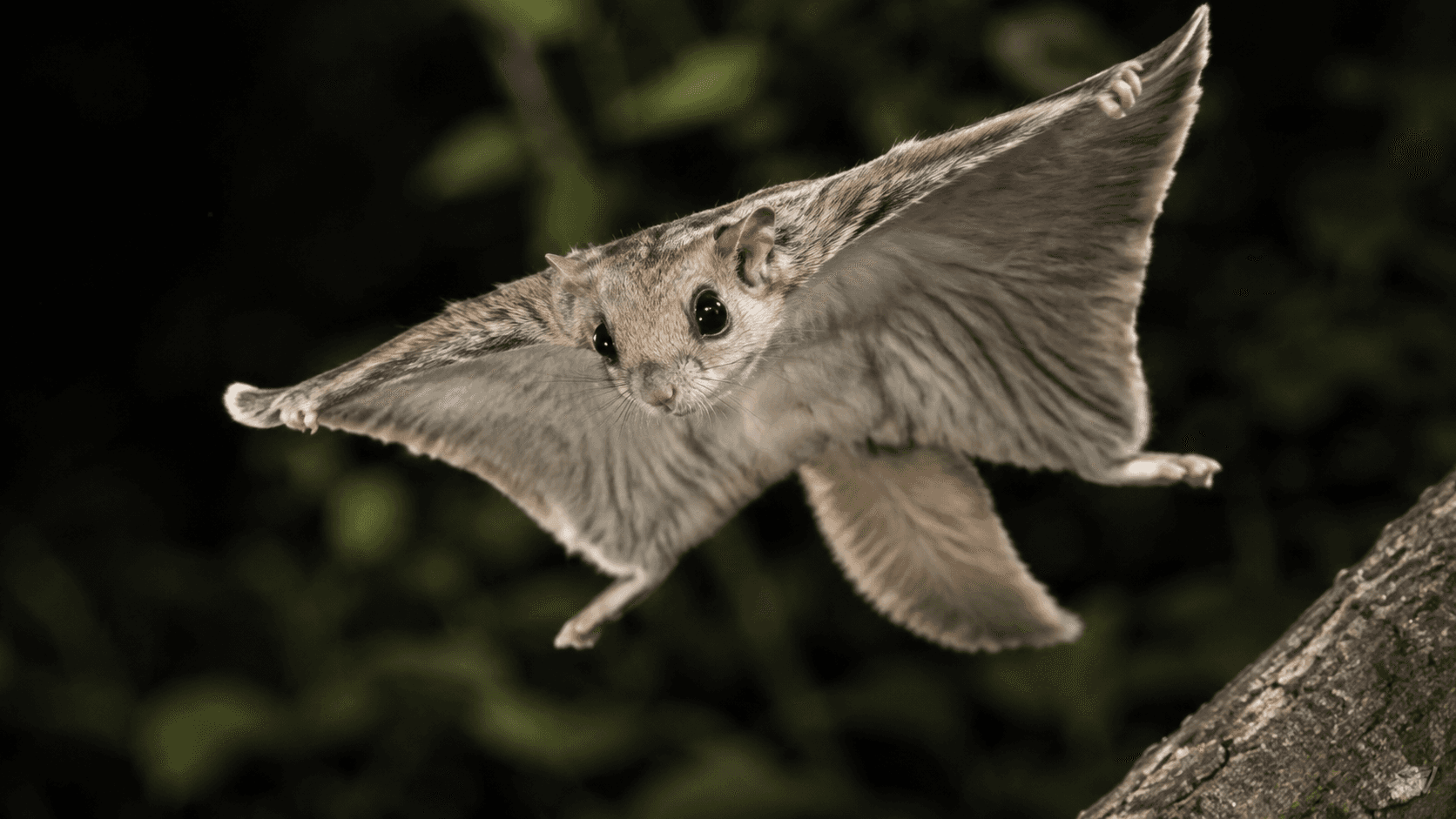 Flying squirrel
