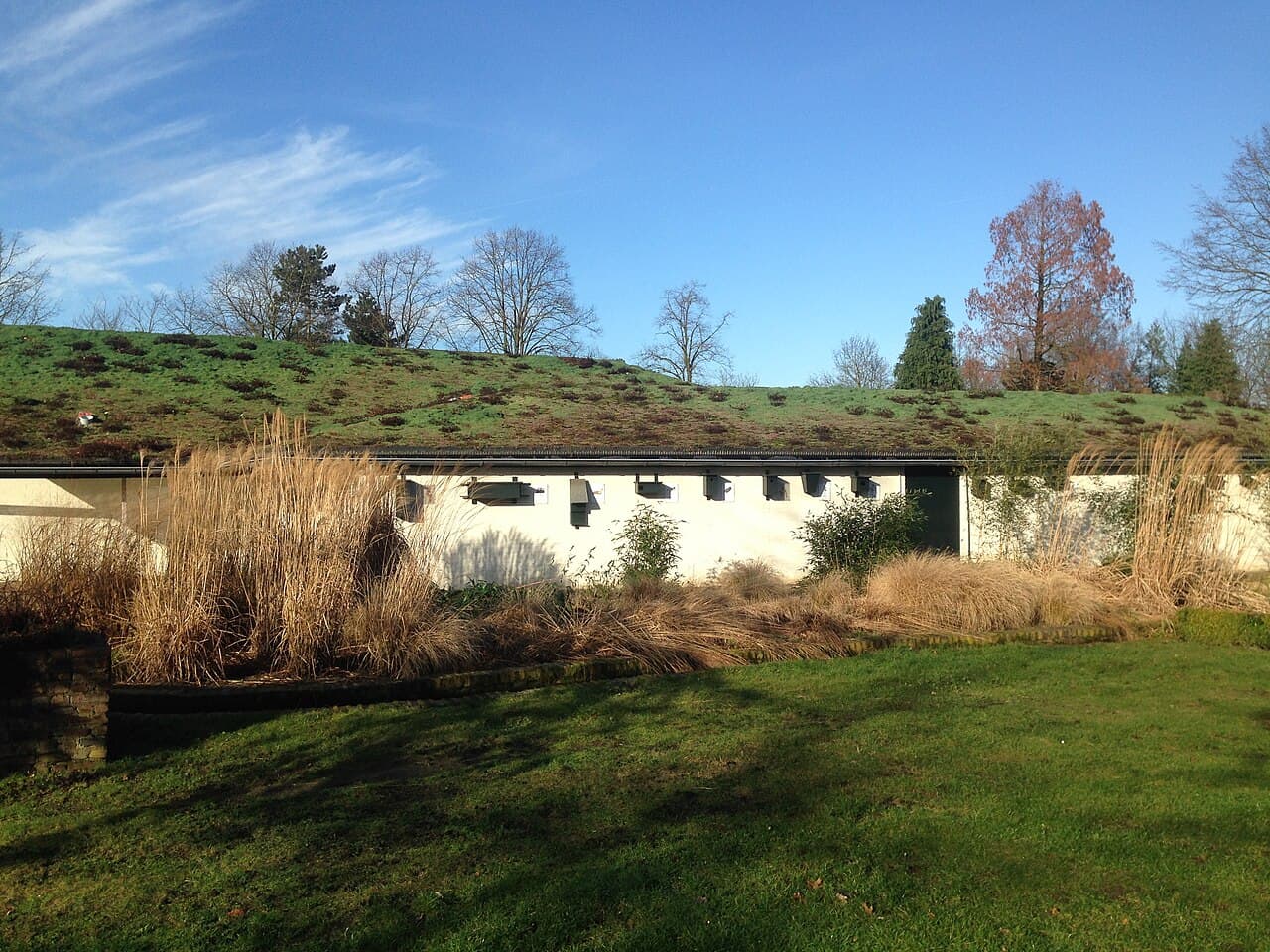 Groen dak
