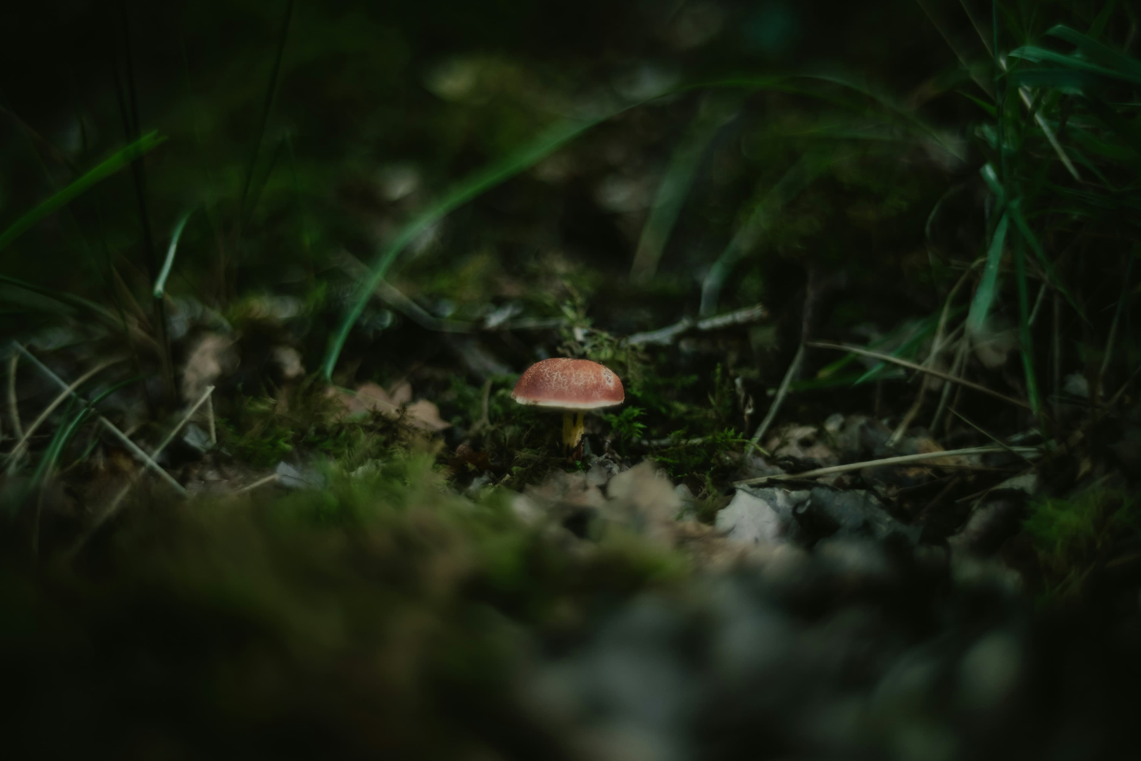 Funghi