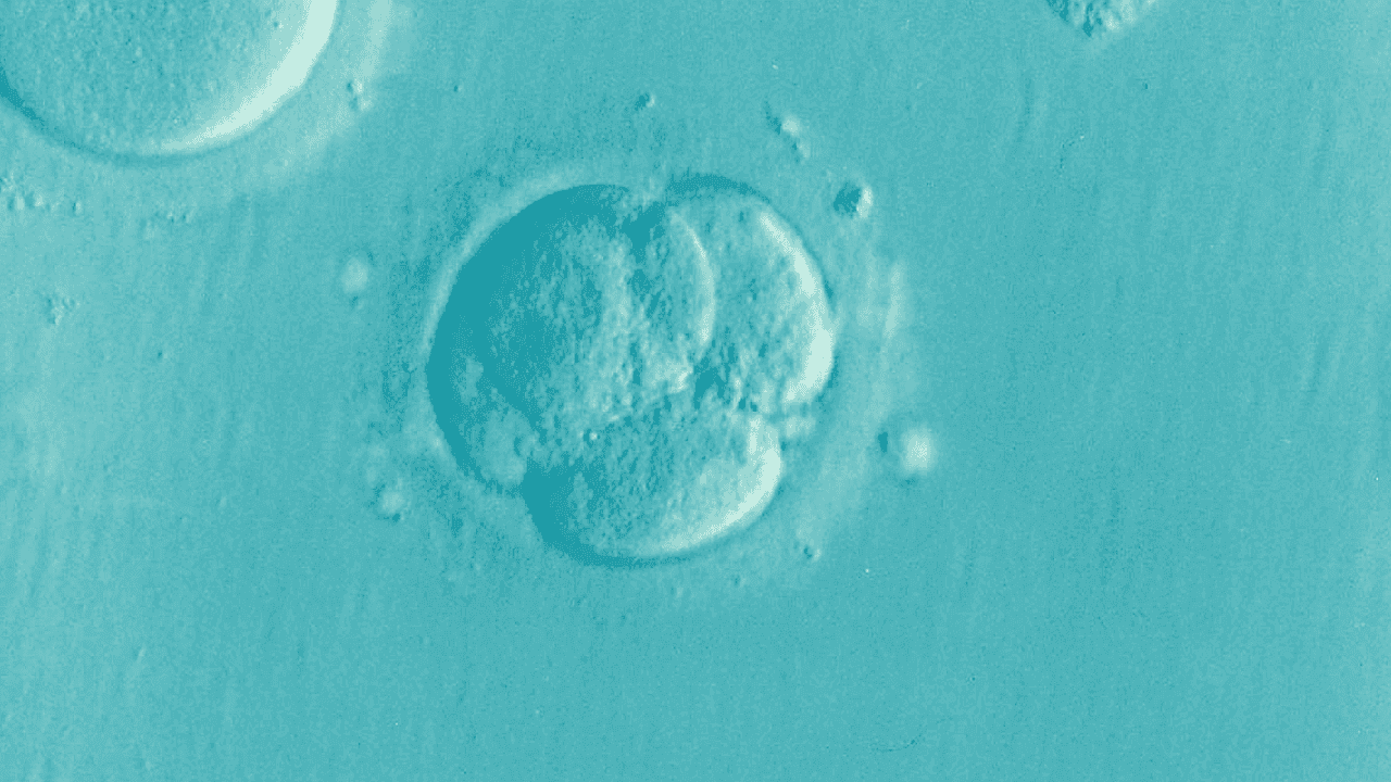 embryo-1514192_1280.png