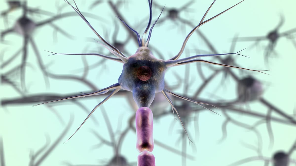 Neurons