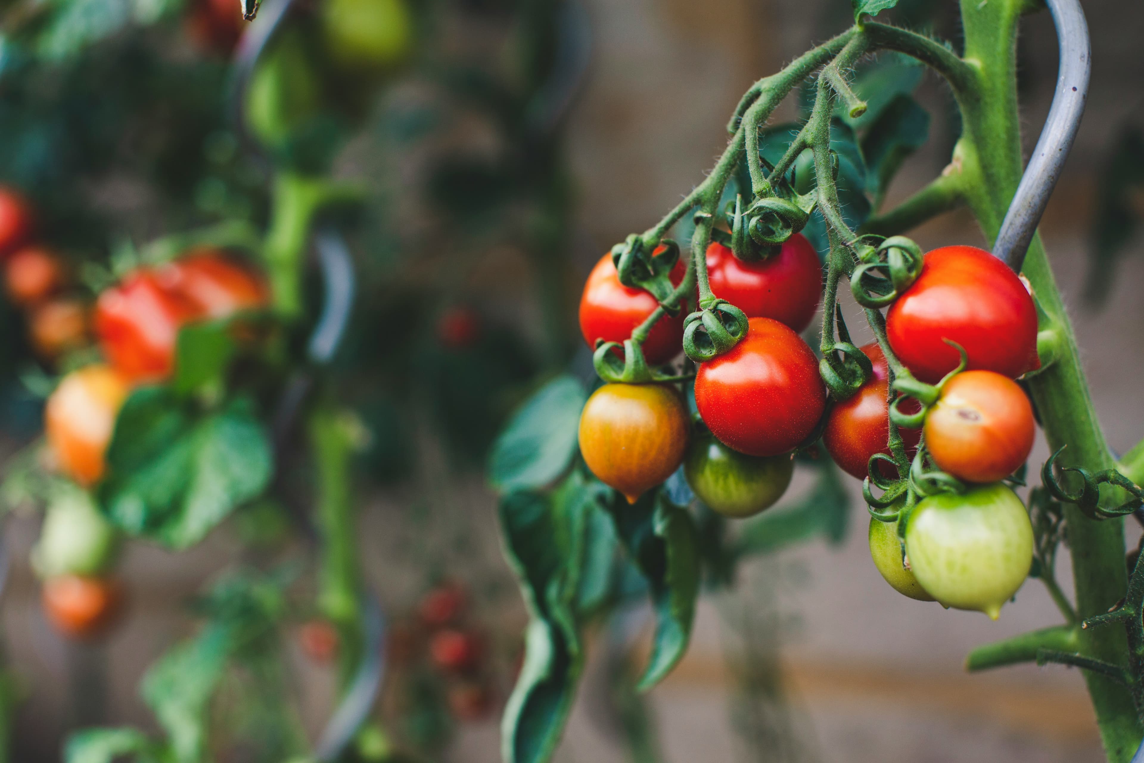 tomato leaves