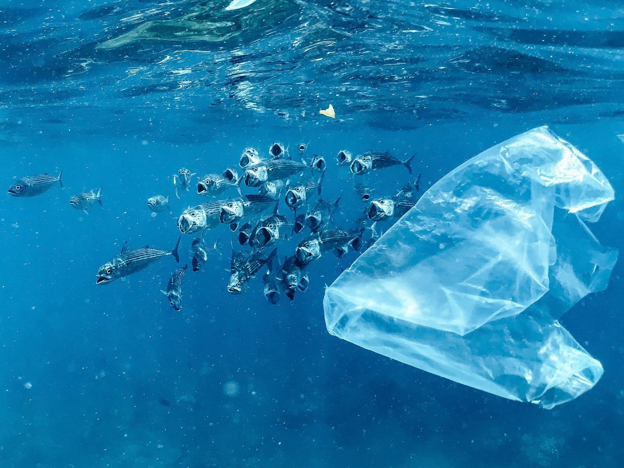 plastic pollution