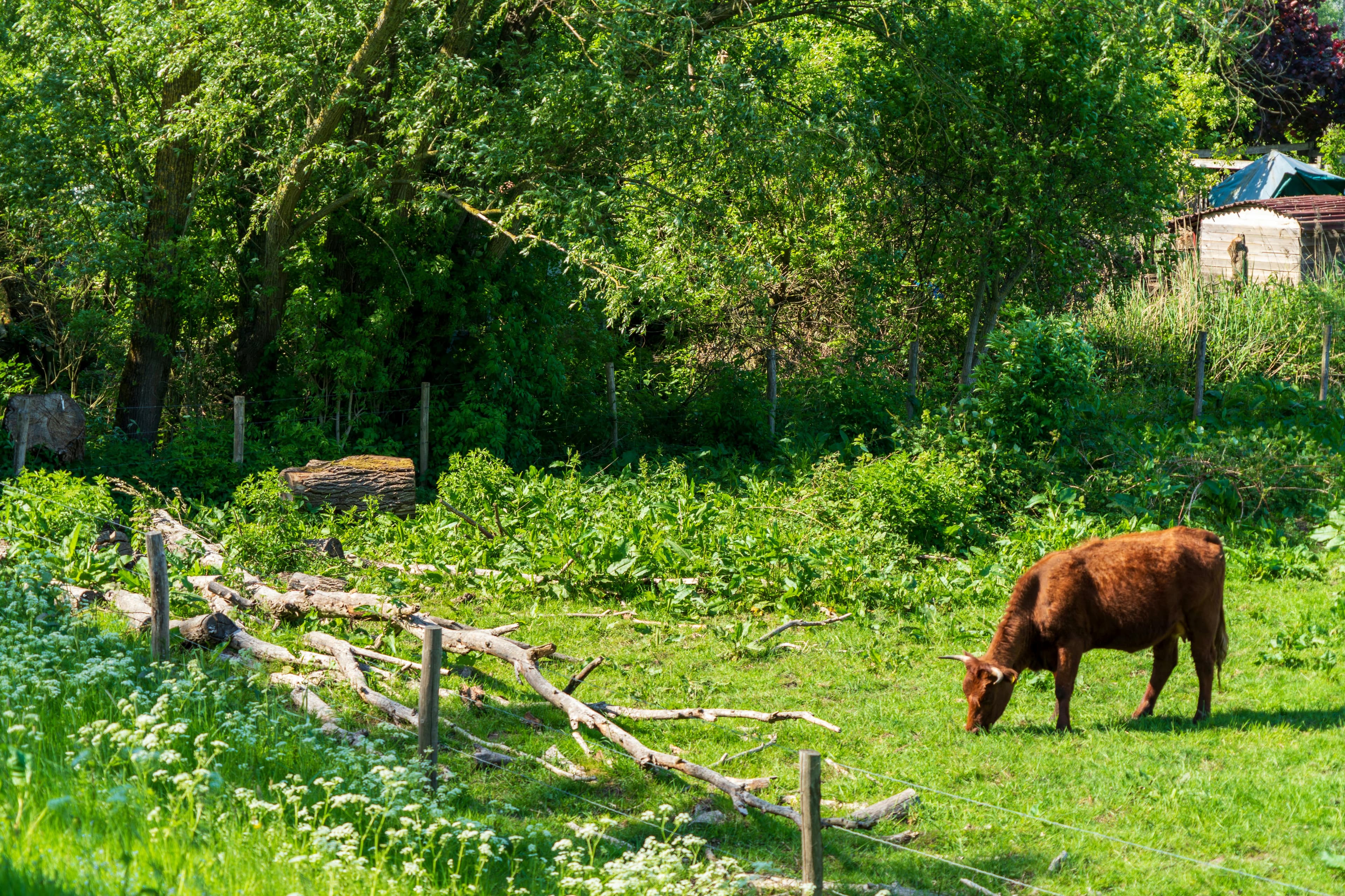 regenerative farming