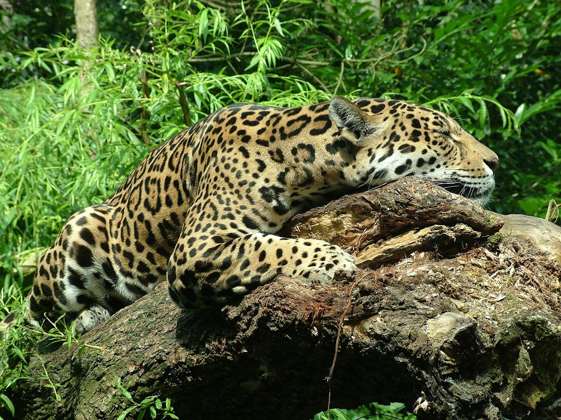 jaguar