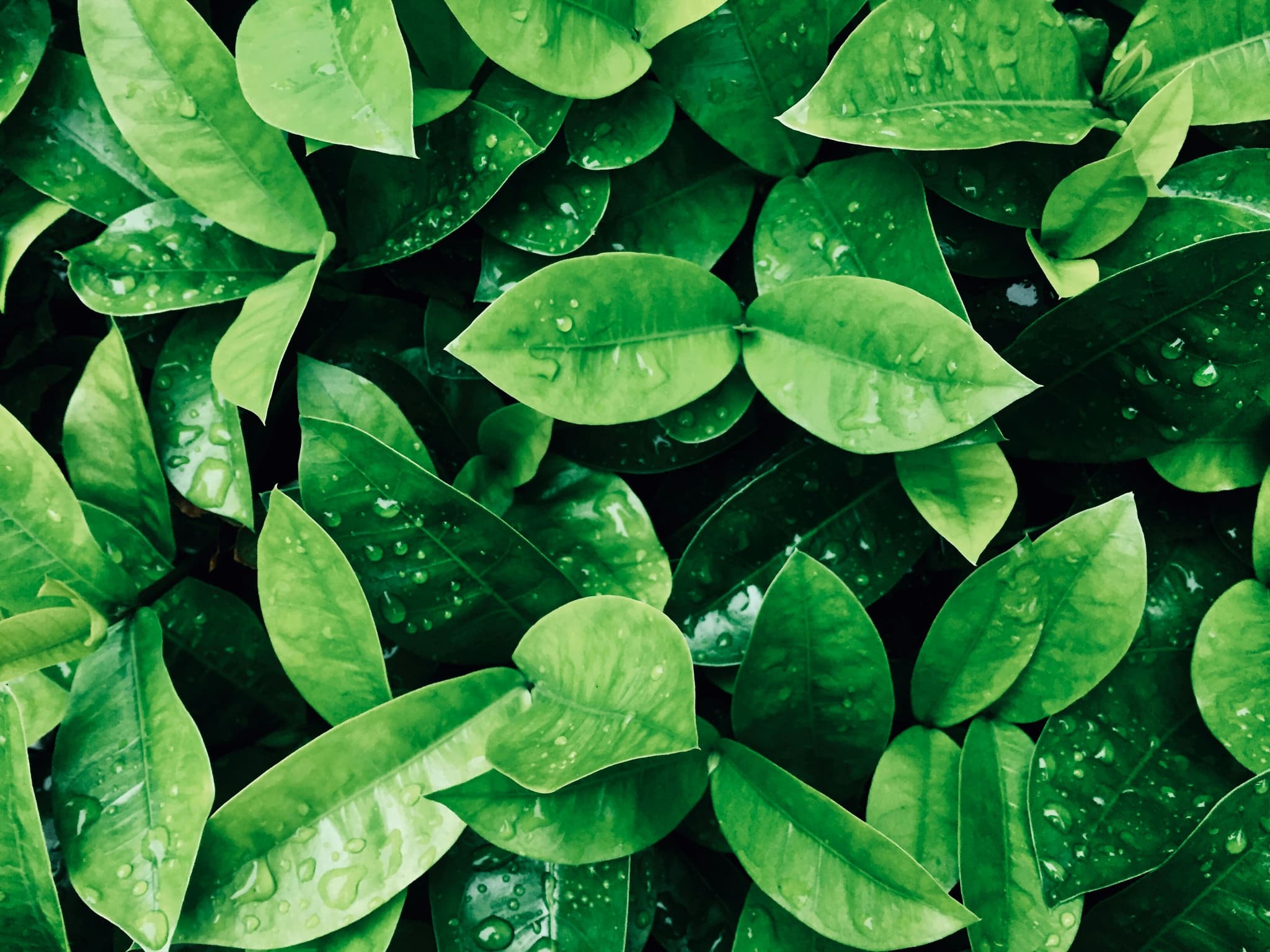 plants