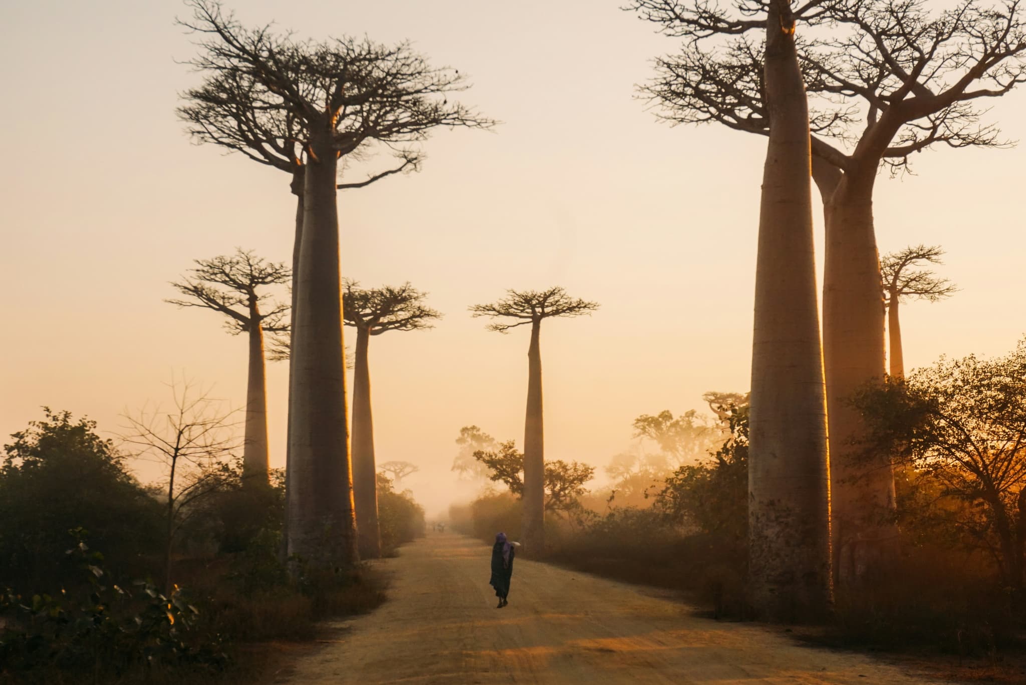 Morondava, Madagascar © Yasmine Arfaoui Unsplash