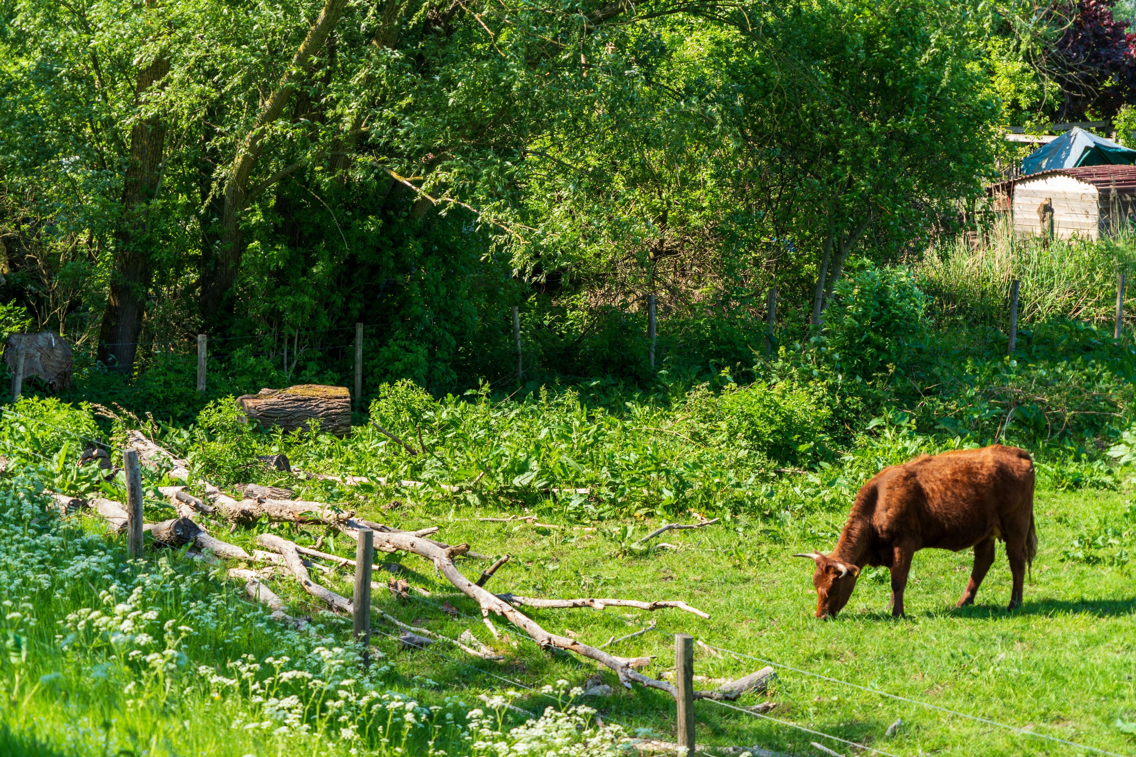 regenerative farming