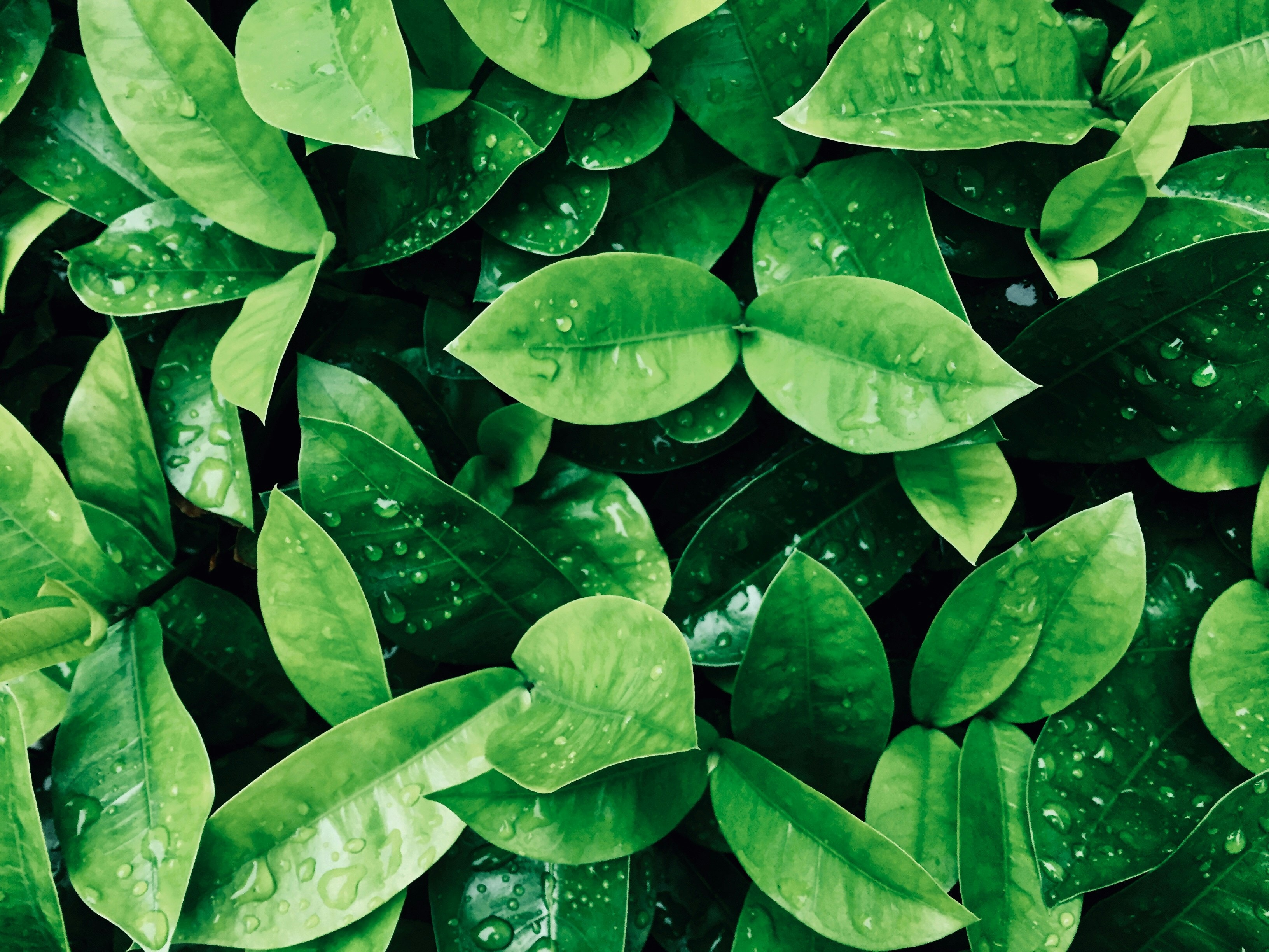 plants