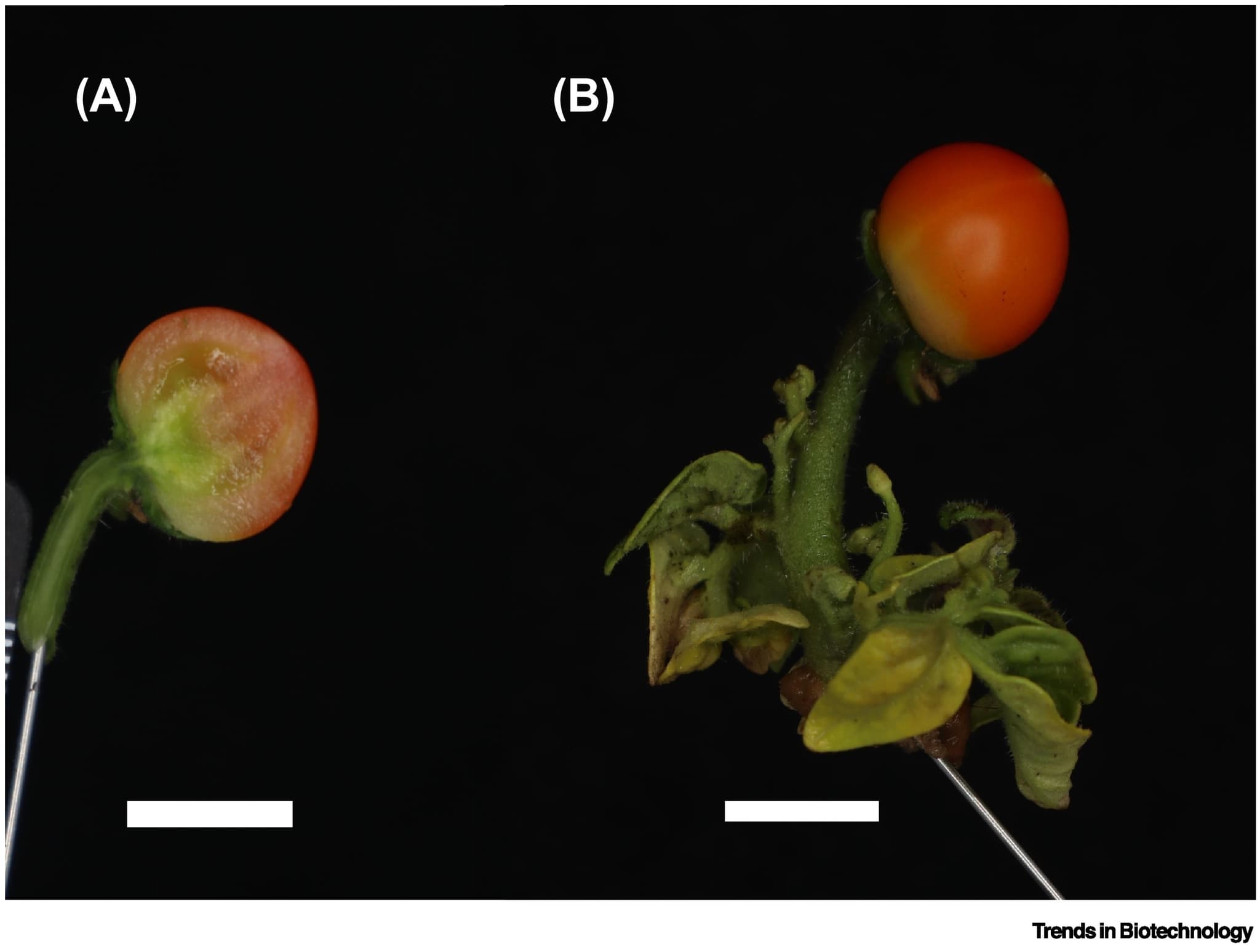 tomatoes