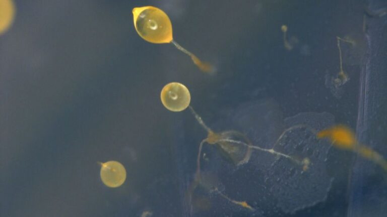 cannabinoide aus amoben