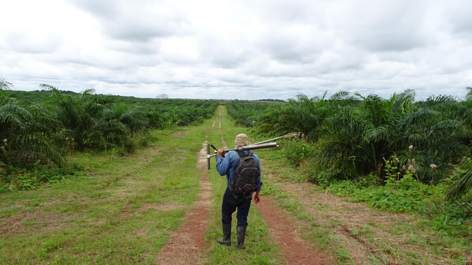 Scientists have studied the conversion of savannas into oil palm plantations